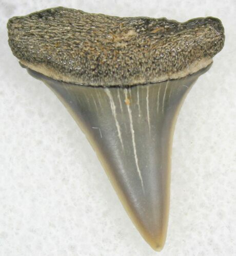 Sharp Fossil Mako Tooth - Calvert Cliffs, Maryland #26724